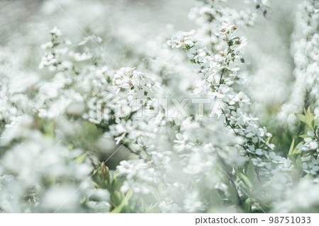White flowers 98751033