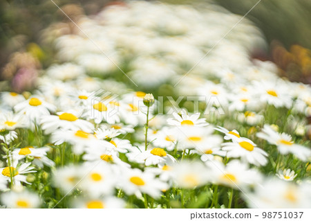 I don't bloom alone 98751037