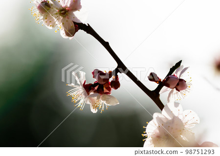 初春的早晨，在逆光下閃耀的白梅花特寫 98751293