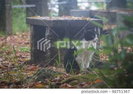 Thinking cat Thinking cat 98751367