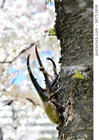 赫拉克勒斯巨型猴子 98751606