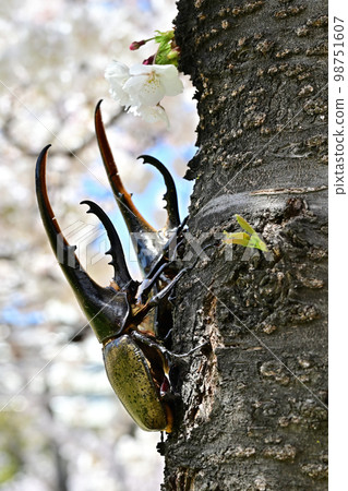 赫拉克勒斯巨型猴子 98751607