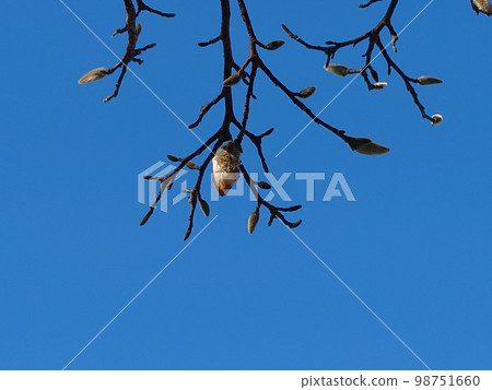 芽 芽 98751660