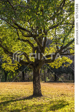 《Aichi Prefecture》Kasugai City Fureai Green Road Trees 《Aichi Prefecture》Kasugai City Fureai Green Road Trees 98751688