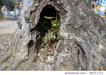 A hole in a tree in the park 98751711