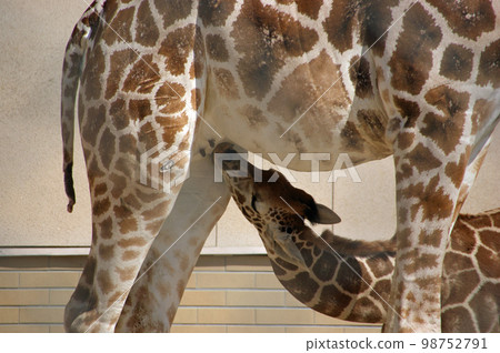 母乳喂養的長頸鹿 98752791