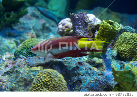 Cuban Hogfish Cuban Hogfish 98752833