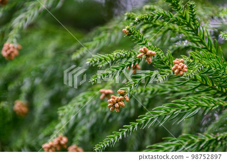 "Cedar" flowers that are concerned about hay fever (Cedar pollen) "Cedar" flowers that are concerned about hay fever (Cedar pollen) 98752897