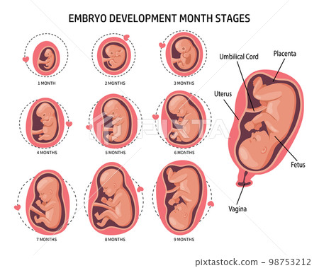Embryo in the womb, set. Development and growth of the fetus at different stages of pregnancy, monthly period. Illustration, vector 98753212
