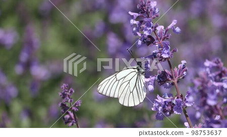 Lavender and Ezo White Butterfly [Ezo White Butterfly] 98753637