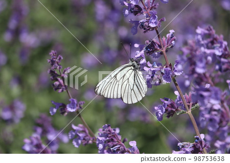 Lavender and Ezo White Butterfly [Ezo White Butterfly] 98753638