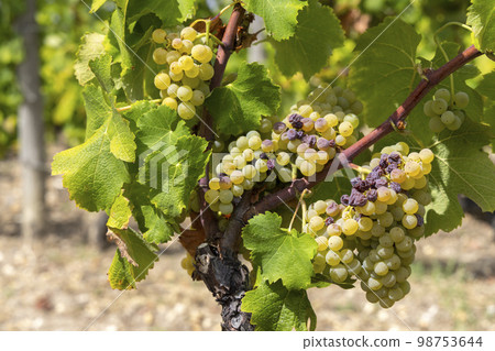 Typical grapes with botrytis cinerea for sweet wines, Sauternes, Bordeaux, Aquitaine, France Typical grapes with botrytis cinerea for sweet wines, Sauternes, Bordeaux, Aquitaine, France 98753644
