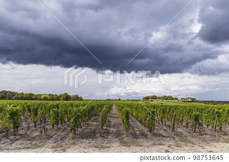 Typical vineyards near Chateau d Yquem, Sauternes, Bordeaux, Aquitaine, France Typical vineyards near Chateau d Yquem, Sauternes, Bordeaux, Aquitaine, France 98753645