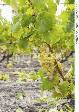 Typical grapes with botrytis cinerea for sweet wines, Sauternes, Bordeaux, Aquitaine, France 98753646