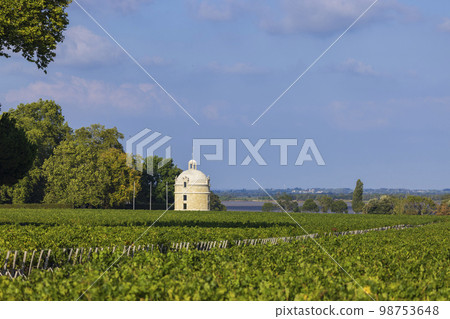 Typical vineyards near Chateau Latour, Bordeaux, Aquitaine, France Typical vineyards near Chateau Latour, Bordeaux, Aquitaine, France 98753648
