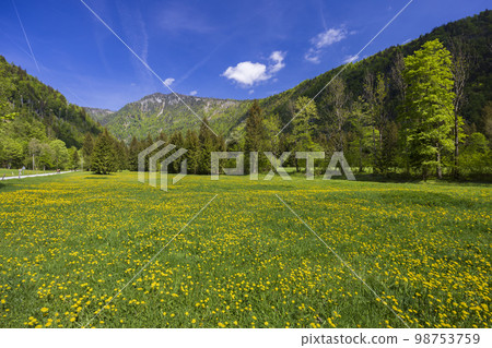 Spring flower in Triglavski national park, Slovenia 98753759