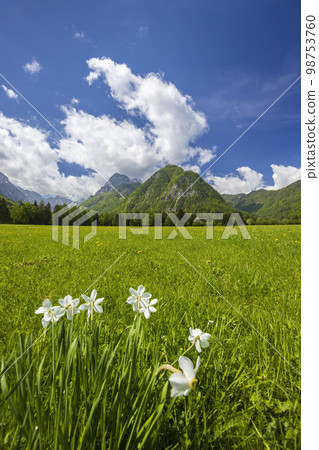 Spring flower in Triglavski national park, Slovenia 98753760