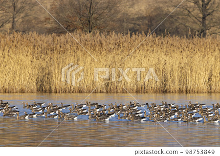Great Goose, (Anser anser), Southern Bohemia, Czech Republic Great Goose, (Anser anser), Southern Bohemia, Czech Republic 98753849