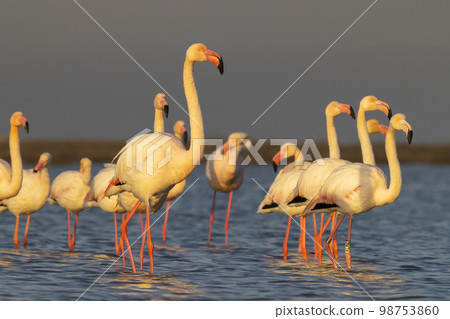 Flamingo in Parc Naturel regional de Camargue, Provence, France 98753860