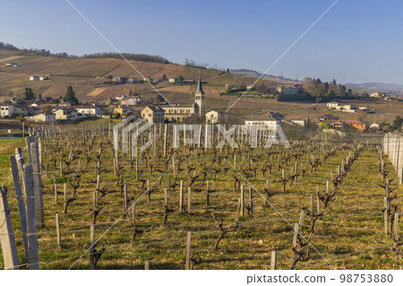 Spring vineyards near Chenas in Beaujolais, Burgundy, France Spring vineyards near Chenas in Beaujolais, Burgundy, France 98753880