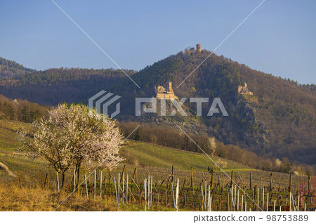 Chateau de Saint-Ulrich ruins, Chateau du Girsberg ruins and Chateau du Haut-Ribeaupierre near Ribeauville, Alsace, France 98753889