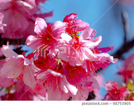 Cherry blossoms 98753905