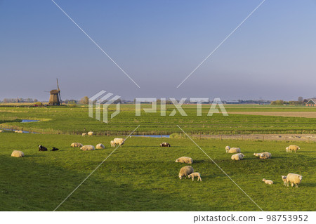 windmill with herd of sheep in Noord Holland, Netherlands 98753952