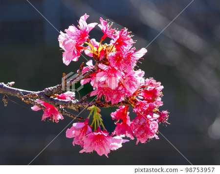 櫻花 櫻花 98753957