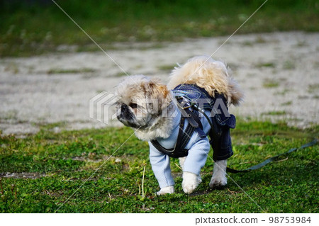 dog walking in overalls dog walking in overalls 98753984