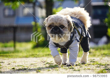 dog walking in overalls dog walking in overalls 98753993