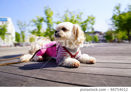 dog sitting on wooden deck 98754012