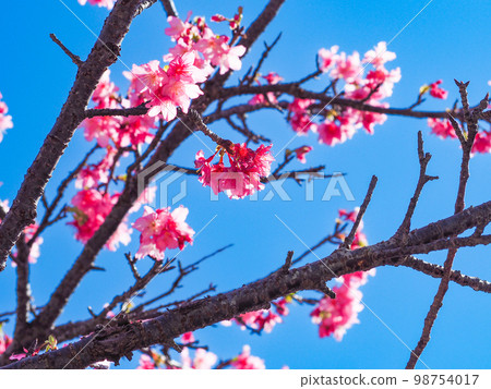 櫻花 98754017