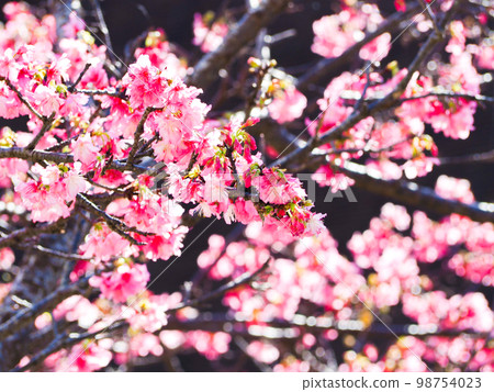 Cherry blossoms Cherry blossoms 98754023