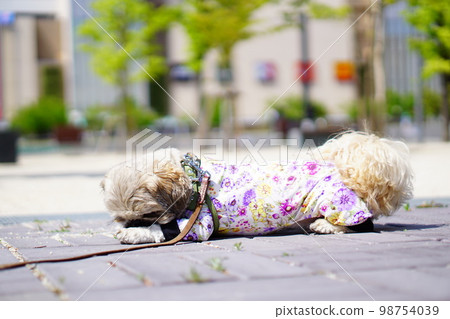 dog lying down on the roadside in the city dog lying down on the roadside in the city 98754039