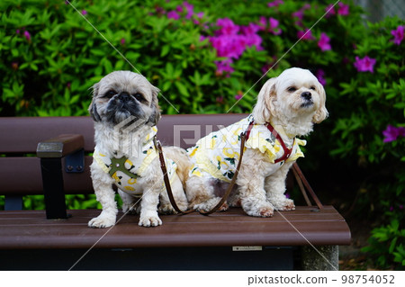 Two dogs sitting on a park bench Two dogs sitting on a park bench 98754052