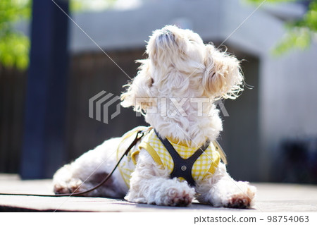 dog pointing up dog pointing up 98754063