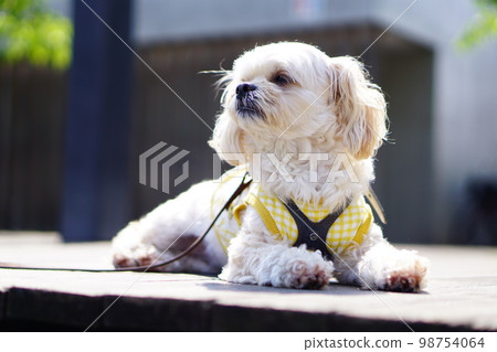 坐在陽光下的狗 98754064