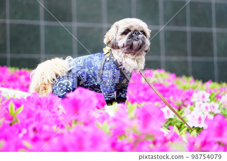 pink azalea and small dog pink azalea and small dog 98754079