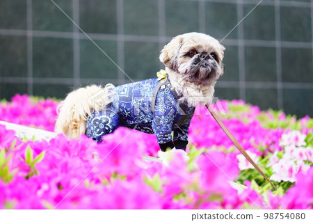 pink azalea and small dog pink azalea and small dog 98754080
