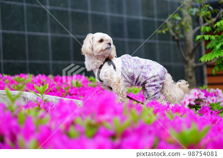 粉紅色的杜鵑花和白色的狗 98754081