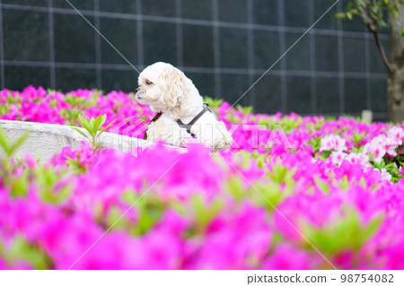 粉紅色的杜鵑花和白色的狗 粉紅色的杜鵑花和白色的狗 98754082