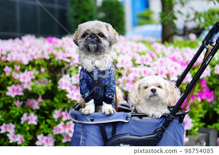 Azalea and two dogs Azalea and two dogs 98754085