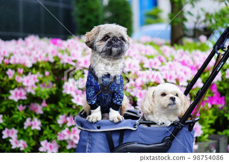 Azalea and two dogs 98754086