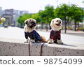 dogs sitting side by side 98754099