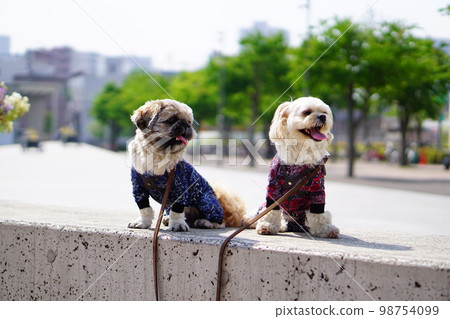 dogs sitting side by side 98754099