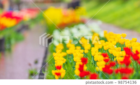 [Kanagawa Prefecture] Egawa Seseragi Green Road Spring Scenery/Yellow Tulips/April *Natural Scenery 98754136