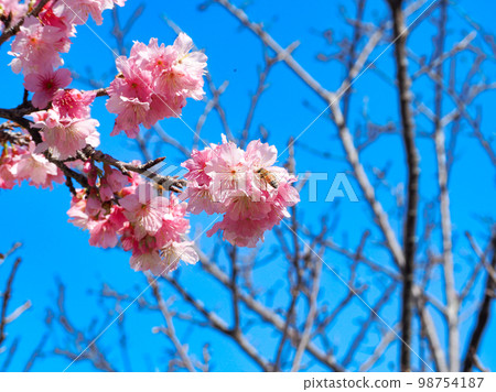 Cherry blossoms Cherry blossoms 98754187