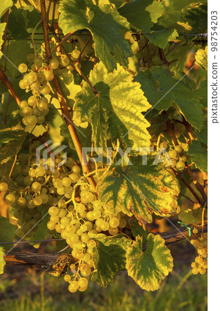 Grapes in Tokaj region, Great Plain, Hungary Grapes in Tokaj region, Great Plain, Hungary 98754203
