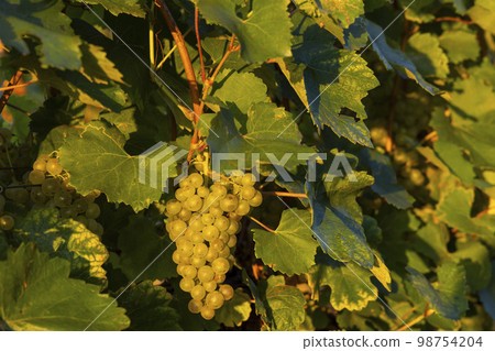 Grapes in Tokaj region, Great Plain, Hungary Grapes in Tokaj region, Great Plain, Hungary 98754204