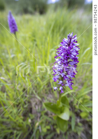 wild orchid in White Carpathian Mountains, Czech Republic 98754243